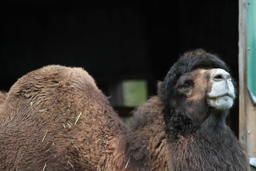Zoo animals in a small zoological park in denmark