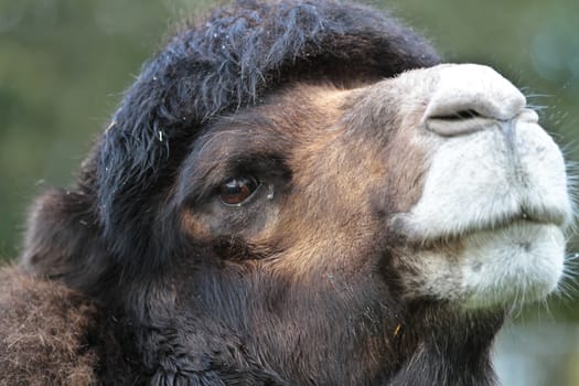Zoo animals in a small zoological park in denmark