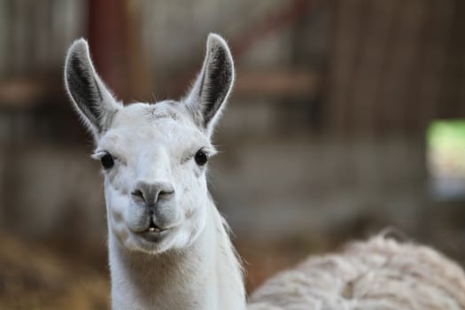 Zoo animals in copenhagen Denmark. lama chewing food giving a funny face