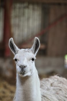 Zoo animals in copenhagen Denmark