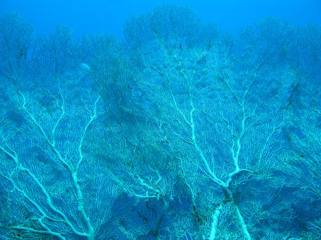 Coral reef with gorgonian on the bottom of tropical sea on blue water background 