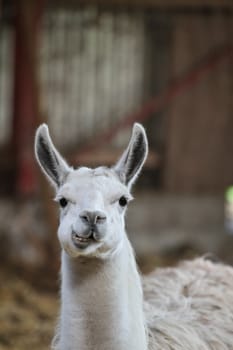 Zoo animals in copenhagen Denmark