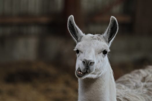 Zoo animals in copenhagen Denmark