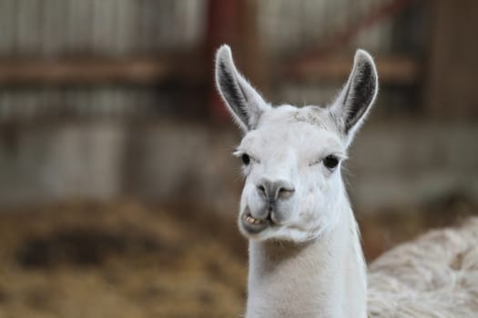 Zoo animals in copenhagen Denmark