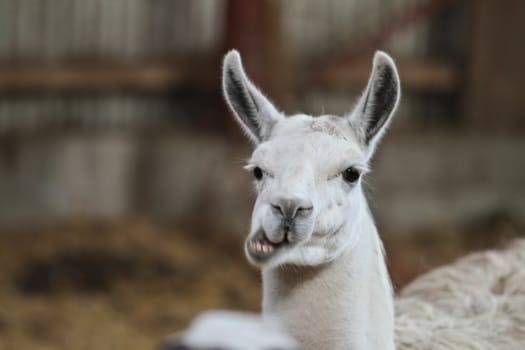 Zoo animals in copenhagen Denmark