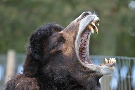 Zoo animals in a small zoological park in denmark