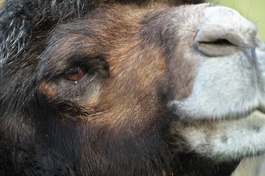 Zoo animals in a small zoological park in denmark