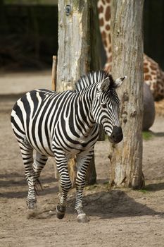 Zoo animals in copenhagen Denmark