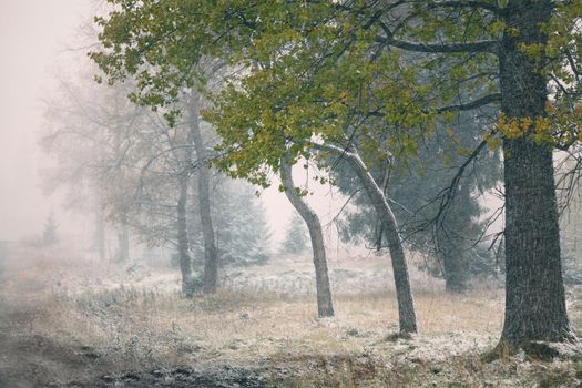 Snowfall in mountains. Snow on a green tree. Carpathian mountains