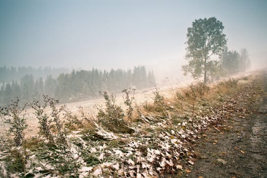 Snowfall in mountains. Snow on a green tree. Carpathian mountains