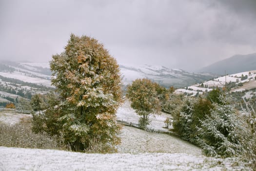 Snowfall in mountains. Snow on a green tree. Carpathian mountains