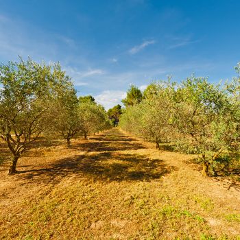 Landscape with Olive Groves  in France