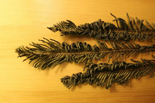 Three dried branches (Polypodiophyta) of fern on wooden background.