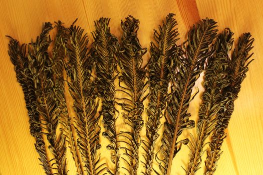 Ten dried branches (Polypodiophyta) of fern on wooden background.