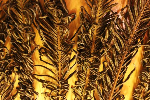 Six dried branches (Polypodiophyta) of fern on wooden background.