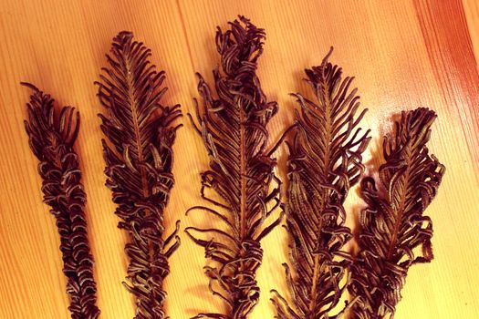 Five dried branches (Polypodiophyta) of fern on wooden background.