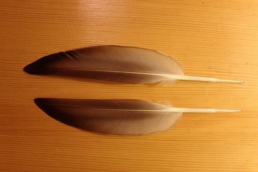 Two pen-feathers from duck (Anas platyrhynchos) on a wooden background.