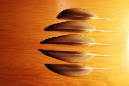  Five pen-feathers from duck (Anas platyrhynchos) on a wooden background.