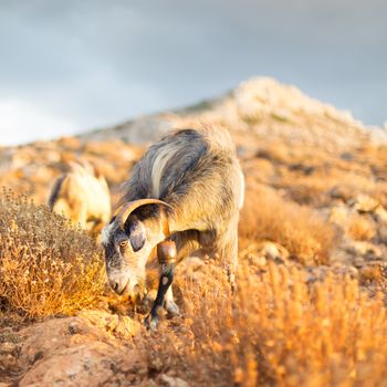 Domestic goat in mountains on Greek Mediterranean island Crete. Dramatic warm light and weather before the sunset.