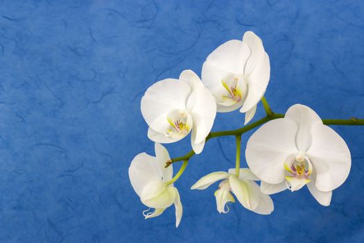 Beautiful white orchid - phalaenopsis