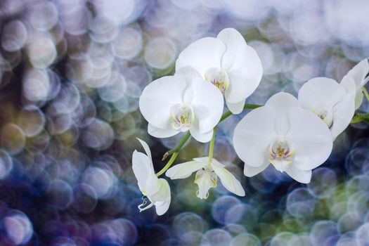 Beautiful white orchid - phalaenopsis