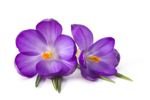 crocus on white background - fresh spring flowers