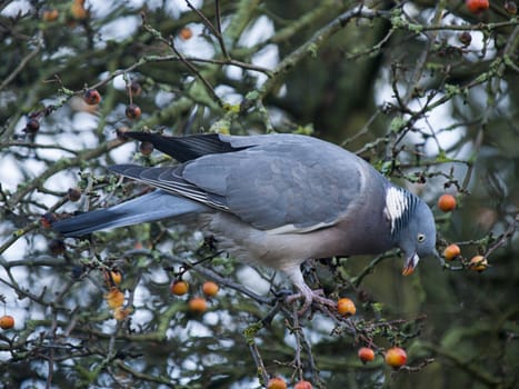 Pigeon in a tree