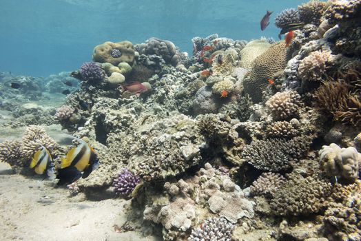 colorful coral reef with hard corals at the bottom of tropical sea on a background of blue water