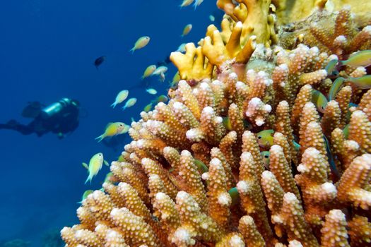 coral reef with hard corals ,fishes chromis caerulea and diver  at the bottom of tropical sea, underwater