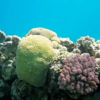 coral reef with brain coral in tropical sea, underwater.