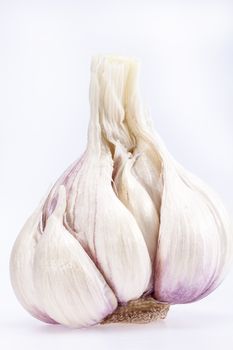 single garlic isolated on white background, close up
