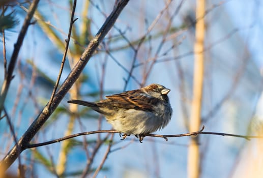 House sparrow (passer domesticus) on tree branch.