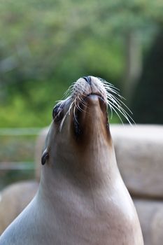 Zoo animals in copenhagen Denmark