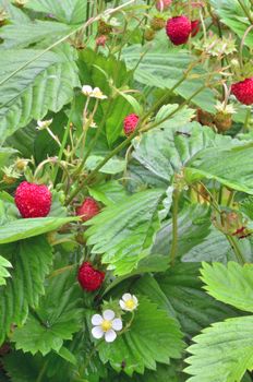 Wild strawberry plant with flowers and fruits. Some insects on leaf.