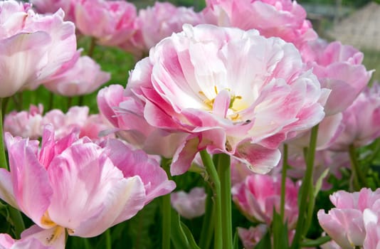 Pink tulips Andgelique for background