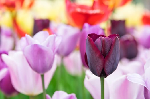 Claret red tulip with colorful background