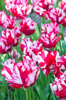 Flaming Parrot tulips for background