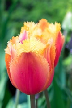 Orange red tulip close up