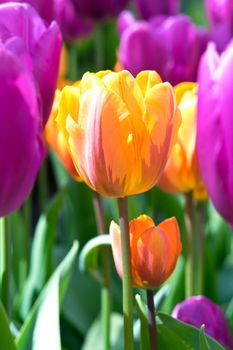 Lilac tulips with orange tulip in the middle