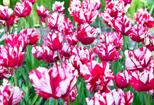 Red and white Parrot tulips for background