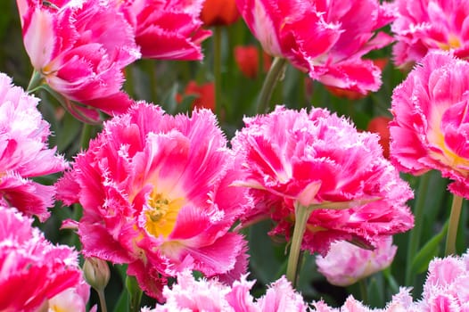 Pink fringe tulips for background