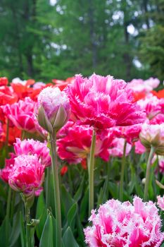Pink fringe tulips in flower bed