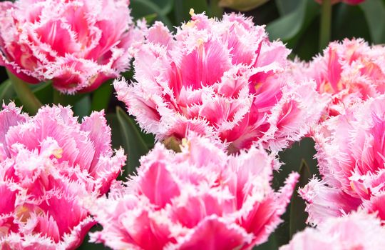 Beautiful pink tulips for background