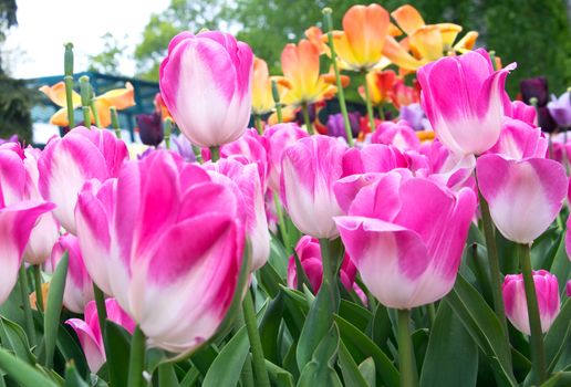 Pink and orange tulips in park