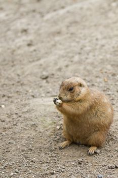 Zoo animals in copenhagen Denmark