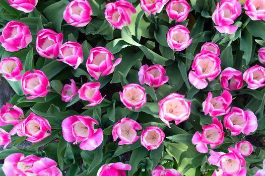 Flower bed with pink and white tulips