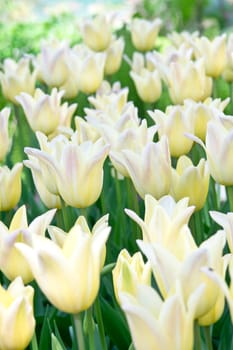 Yellow tulips for background in park