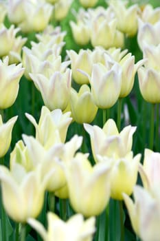 Yellow tulips in flower bed for background