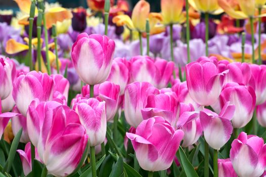 Pink tulips in park for background