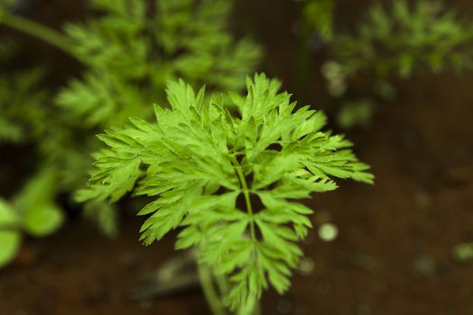 a young carrot plant sprouting out of soil shot with shallow depth of field